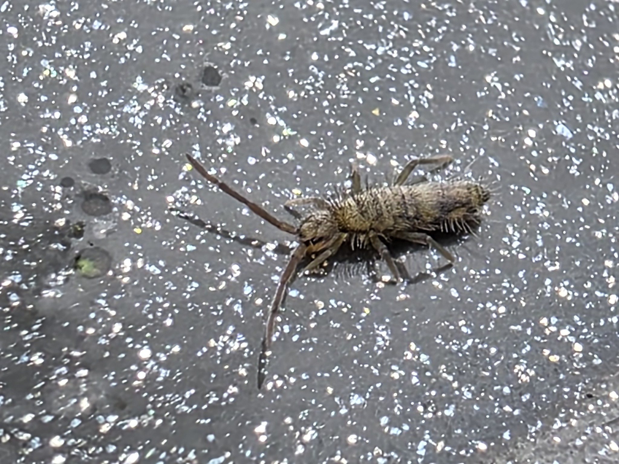 Entomobrya nivalis (C.Linnæus, 1758)