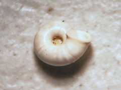 Vallonia pulchella