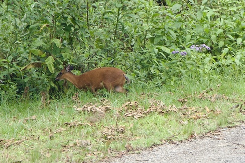Kivu Duiker