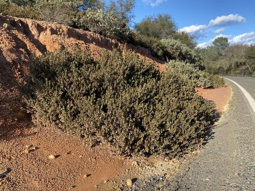Image of Arctostaphylos myrtifolia by (c) Matt Berger, some rights reserved (CC BY)
