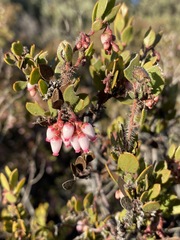 Arctostaphylos myrtifolia