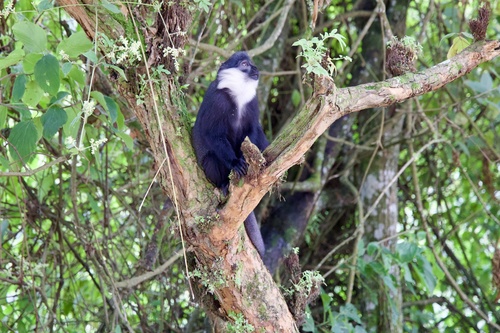 L'Hoest's Monkey