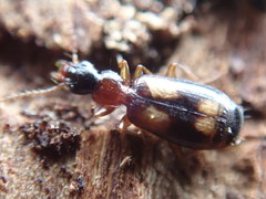 Calodromius spilotus