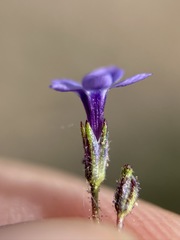 Gilia minor