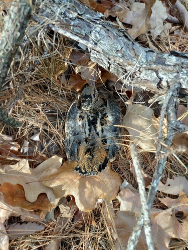 American Woodcock observed by spinifer