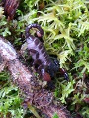 Chactas vanbenedenii