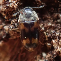 Litargus connexus