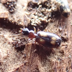 Calodromius spilotus