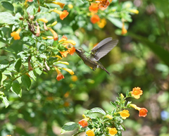 Chlorostilbon russatus