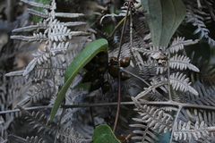 Smilax tomentosa