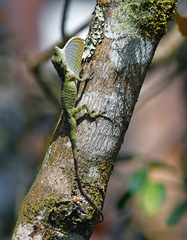 Anolis solitarius