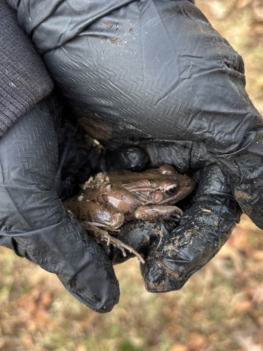 Southern Leopard Frog observed by figment_