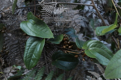 Smilax tomentosa