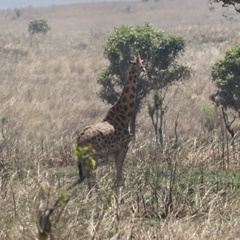 Giraffa camelopardalis antiquorum
