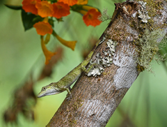 Anolis solitarius