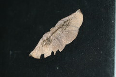 Xenomusa metallica