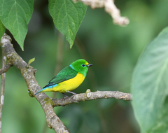 Chlorophonia cyanea