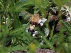 Cephonodes hylas virescens