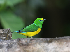 Chlorophonia cyanea