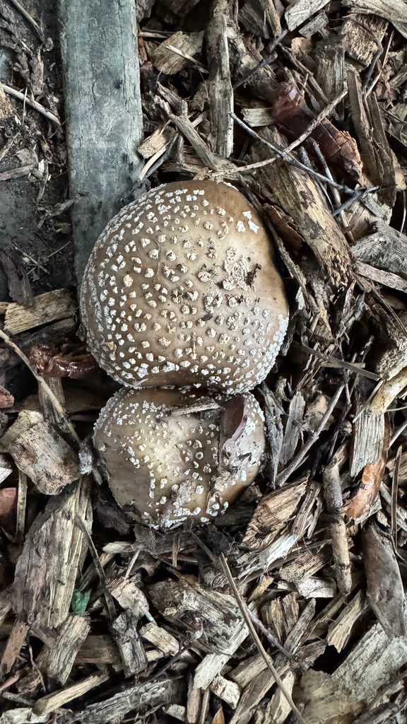 Amanita excelsa spissa · January 2026 · photo: © frankashwood (iNaturalist, cc-by)