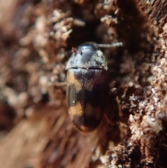 Litargus connexus