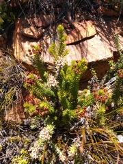 Erica phillipsii