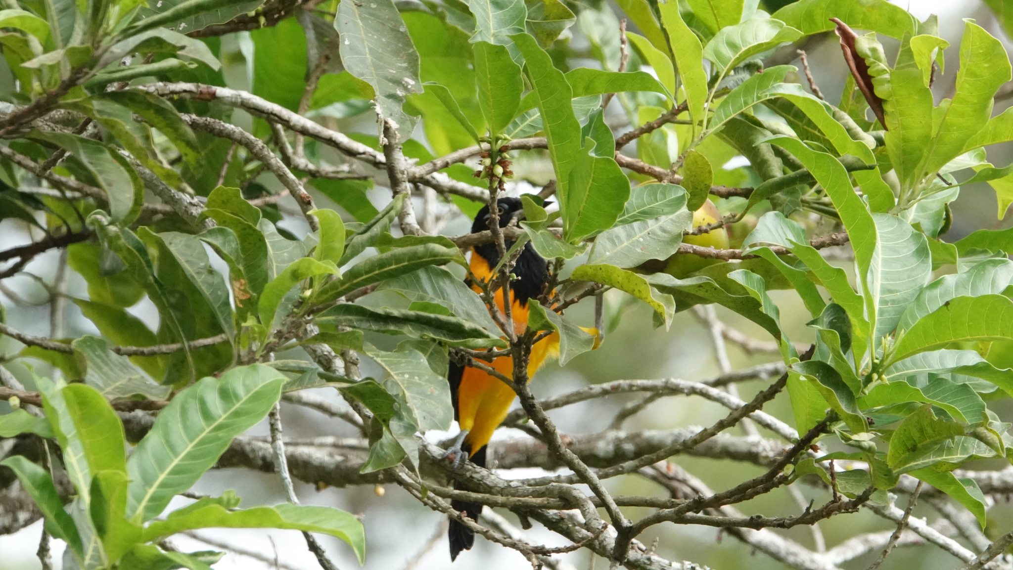Venezuelan Troupial (Icterus icterus), photo 3