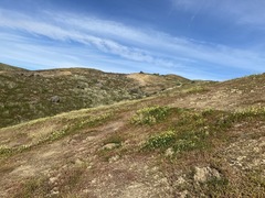 Lepidium jaredii album