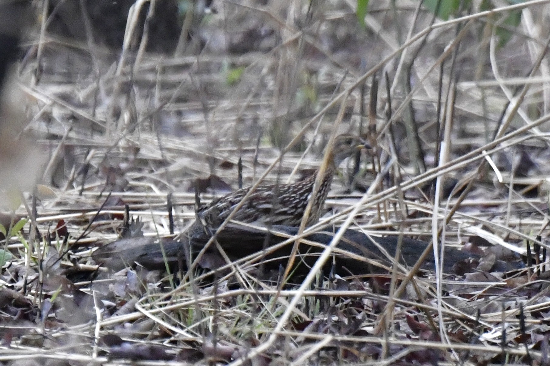 White-throated Francolin (Campocolinus albogularis), photo 10