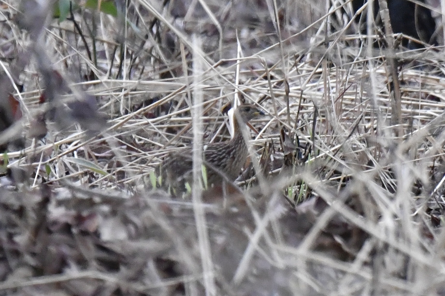 White-throated Francolin (Campocolinus albogularis), photo 9