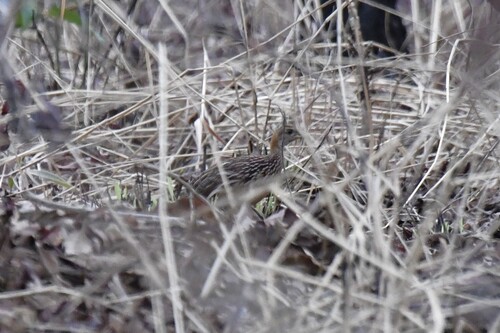 White-throated Francolin (Campocolinus albogularis), photo 10