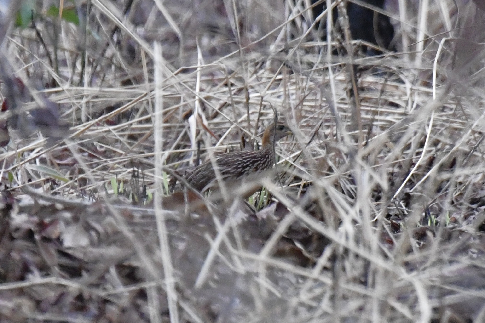 White-throated Francolin (Campocolinus albogularis), photo 8