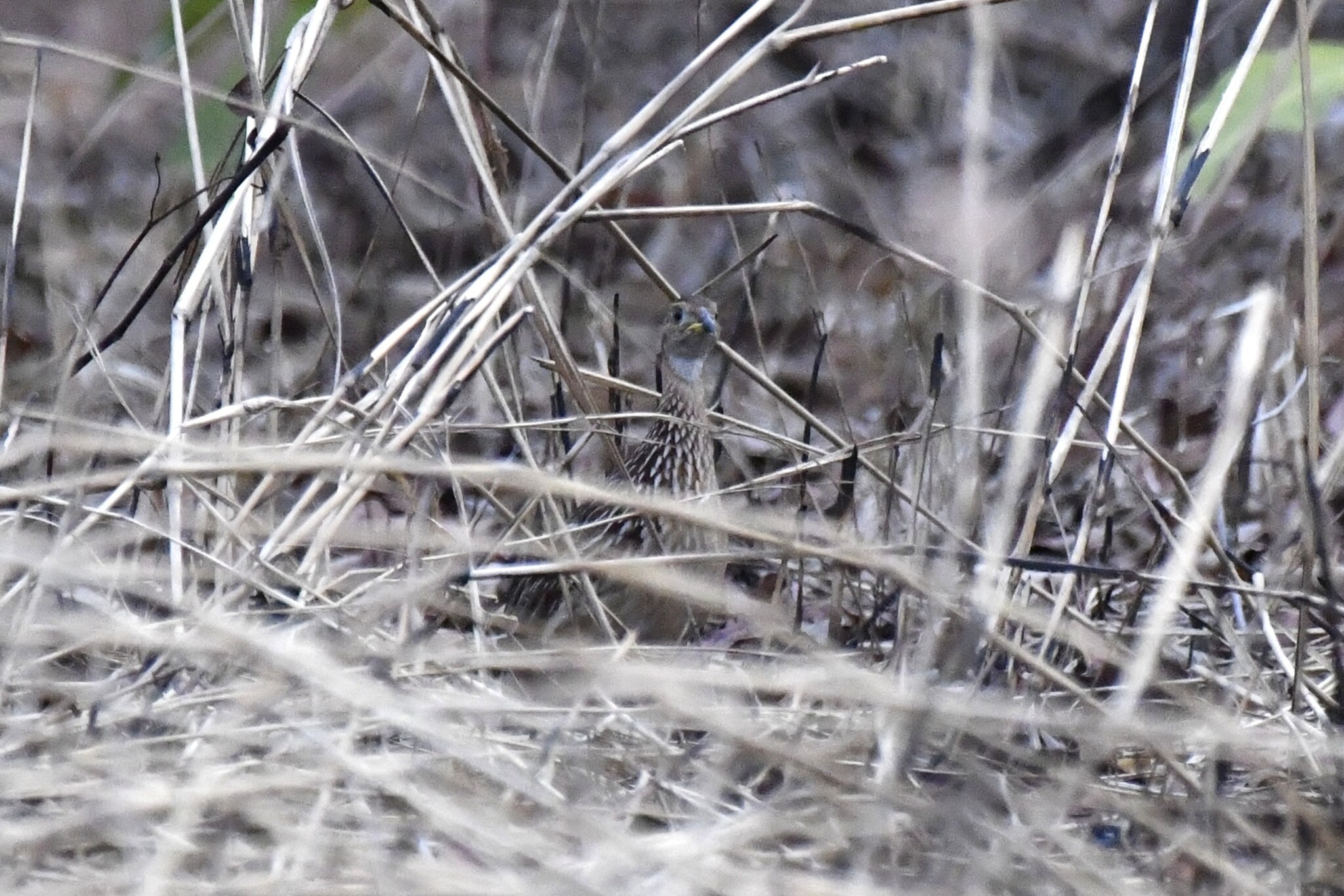 White-throated Francolin (Campocolinus albogularis), photo 7