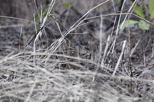 White-throated Francolin (Campocolinus albogularis), photo 8
