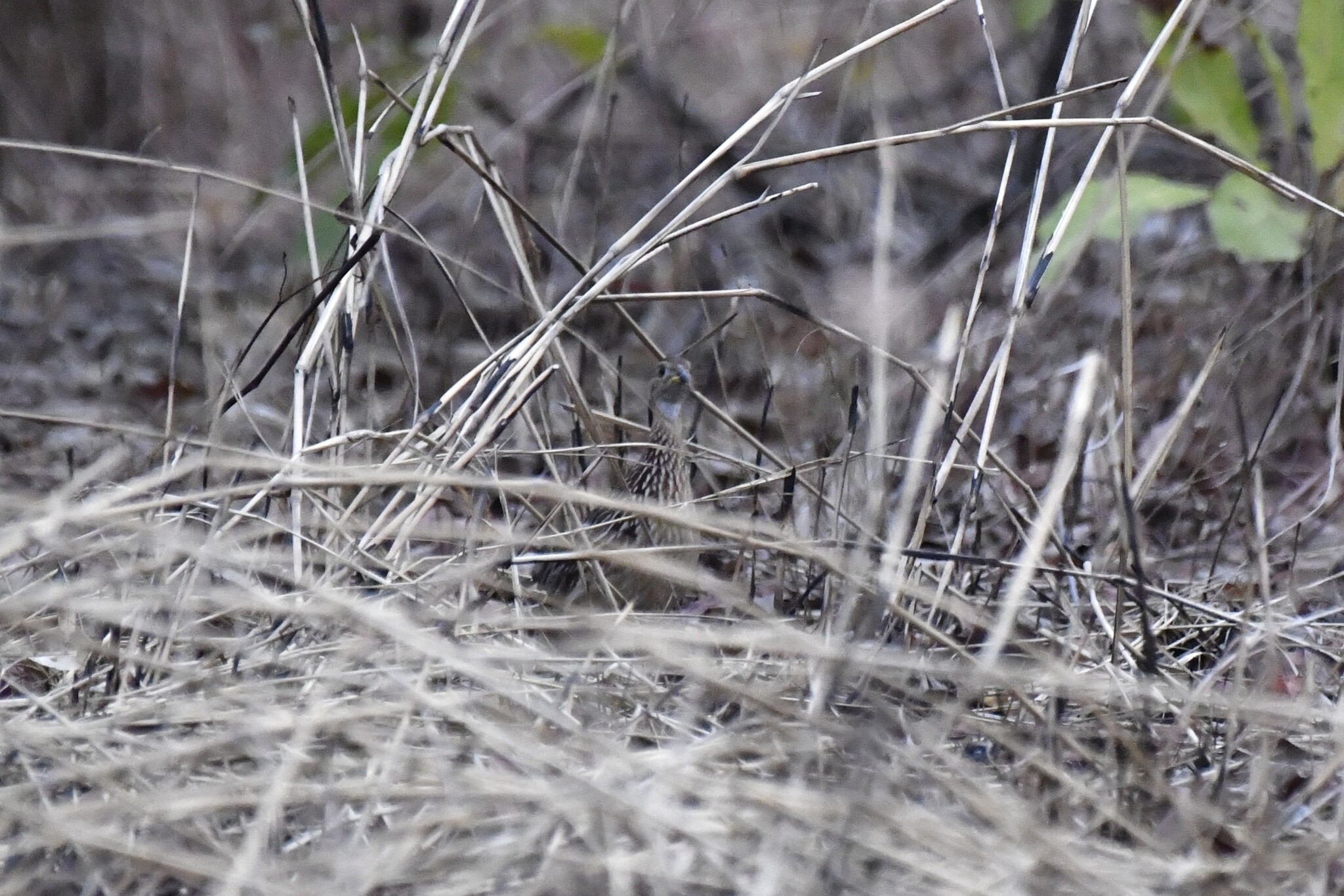 White-throated Francolin (Campocolinus albogularis), photo 6