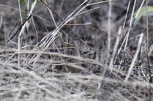 White-throated Francolin (Campocolinus albogularis), photo 5