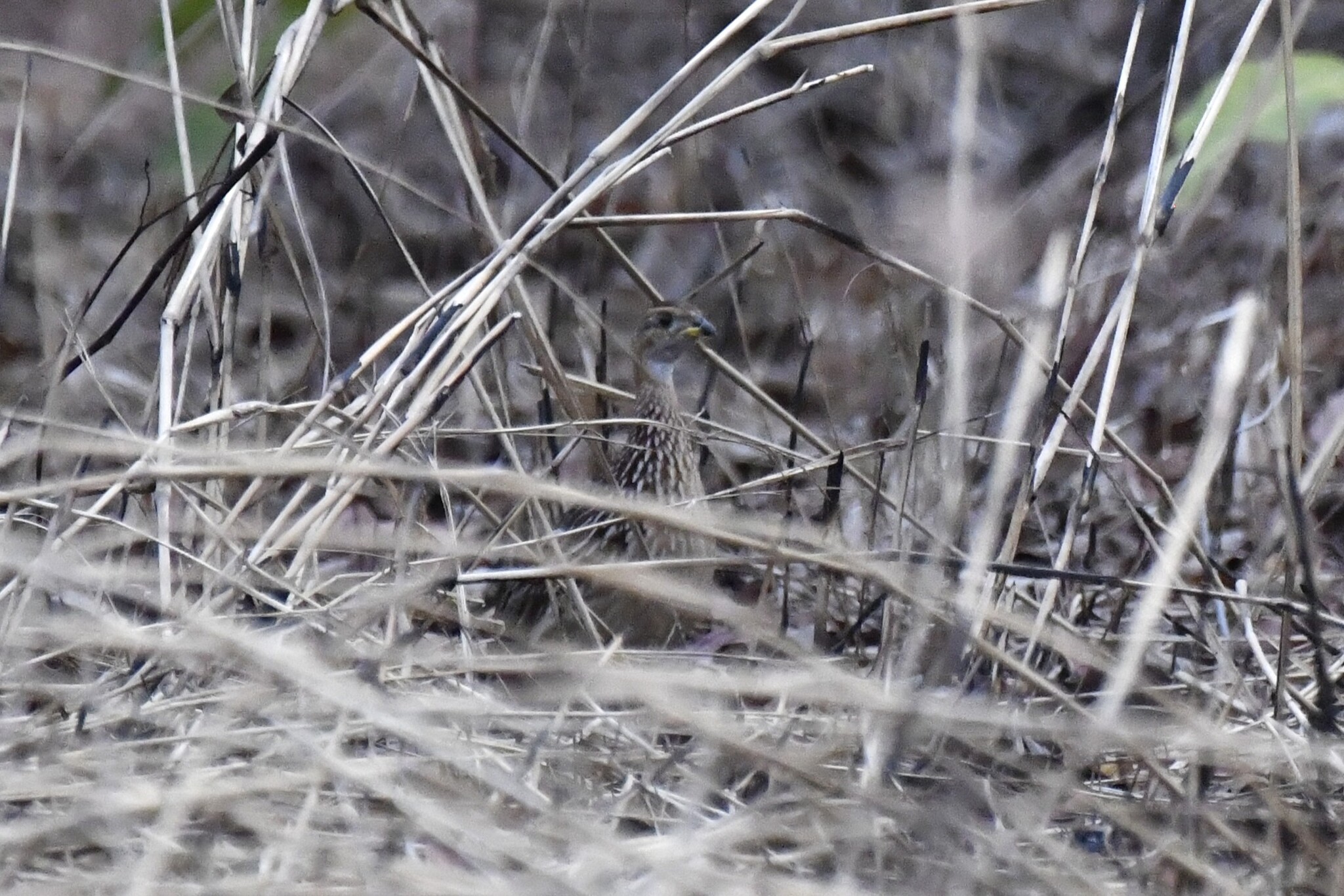 White-throated Francolin (Campocolinus albogularis), photo 3