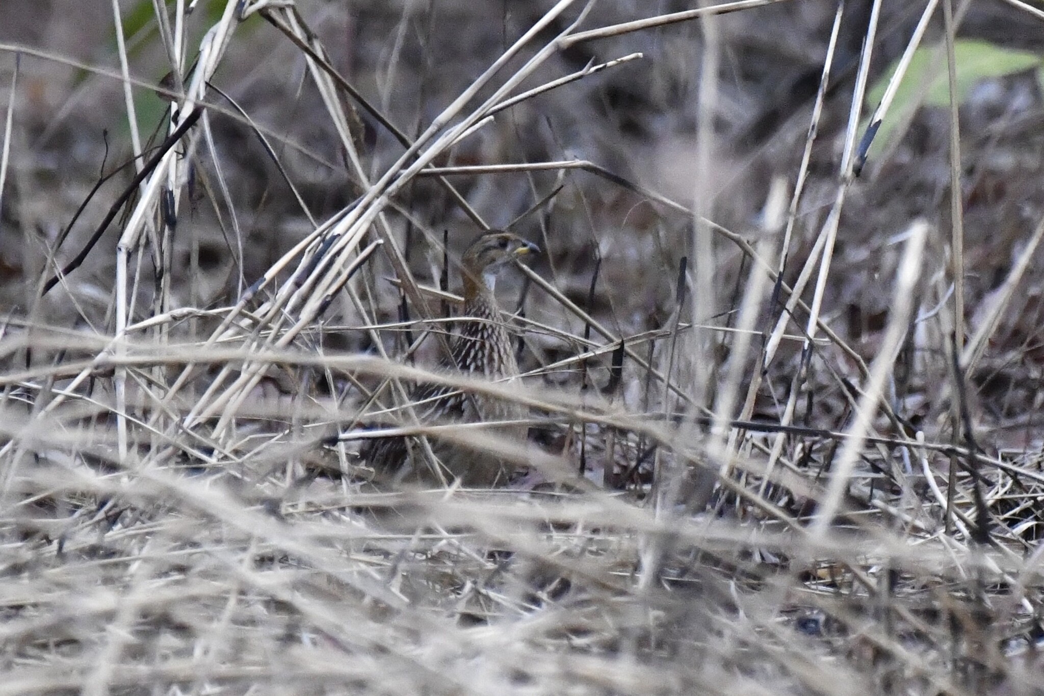 White-throated Francolin (Campocolinus albogularis), photo 2
