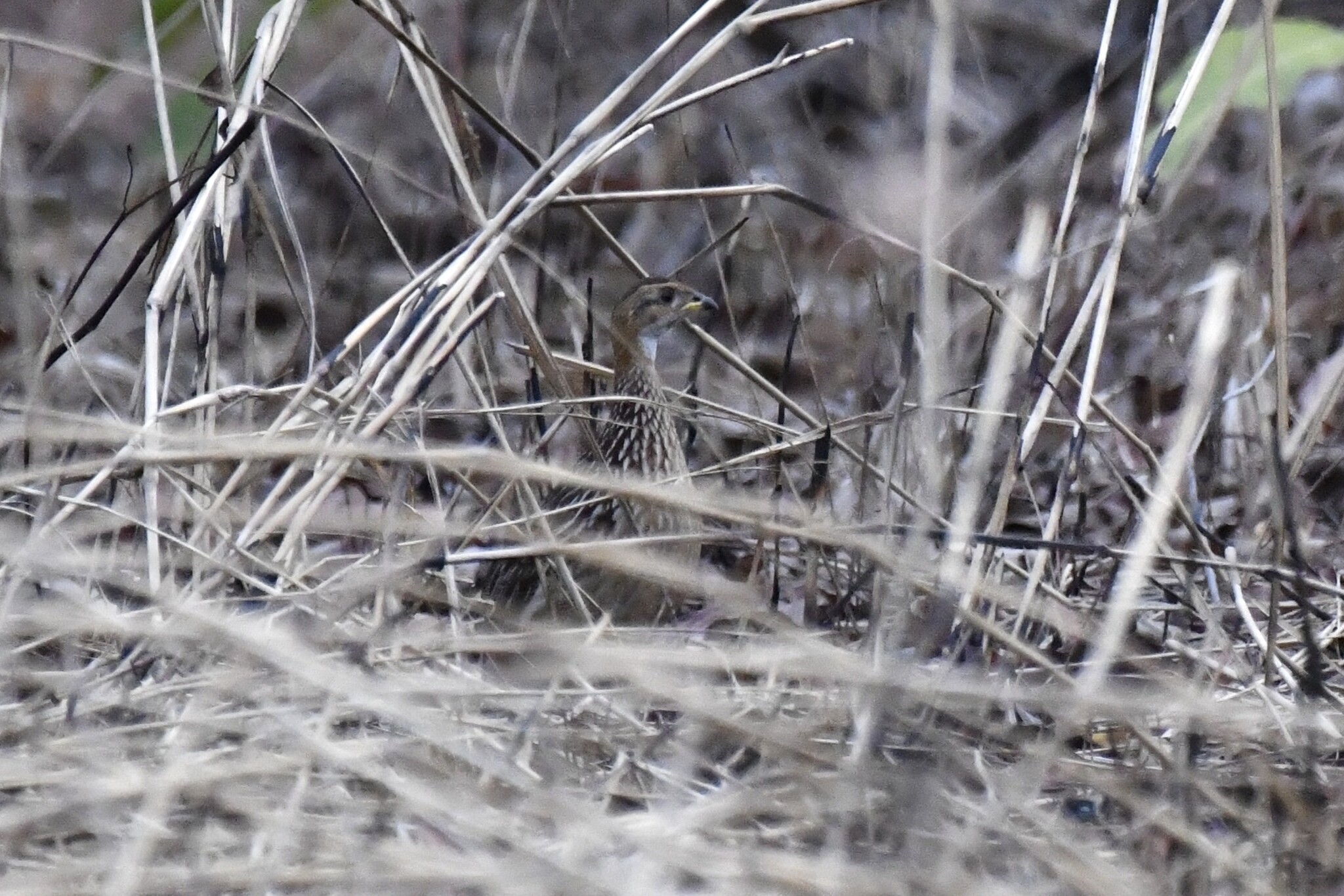 White-throated Francolin (Campocolinus albogularis), photo 1