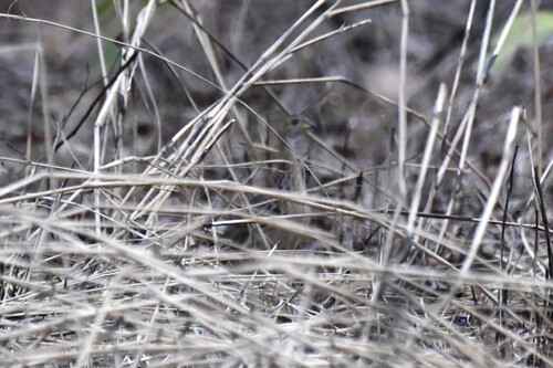 White-throated Francolin (Campocolinus albogularis), photo 6