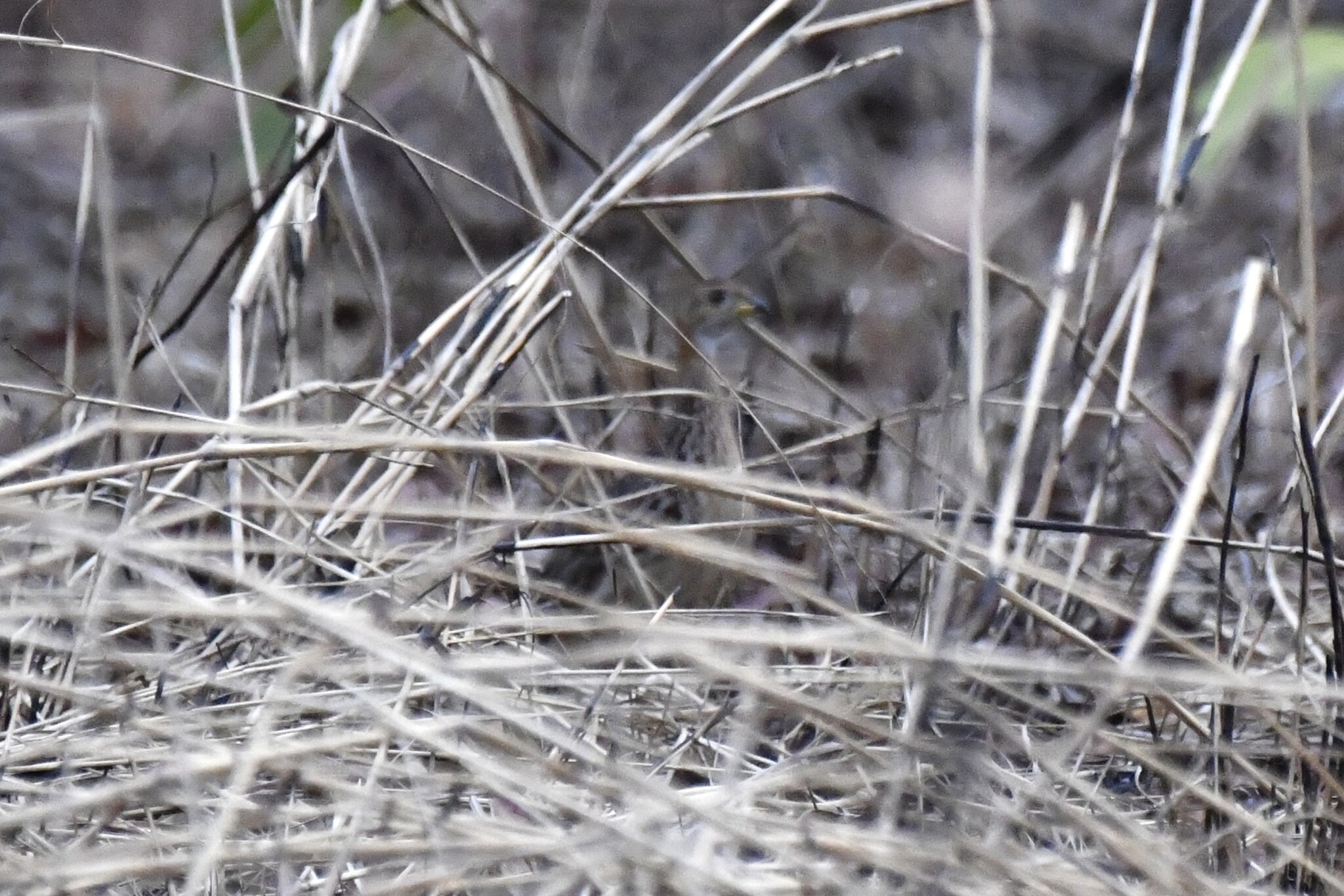 White-throated Francolin (Campocolinus albogularis), photo 4