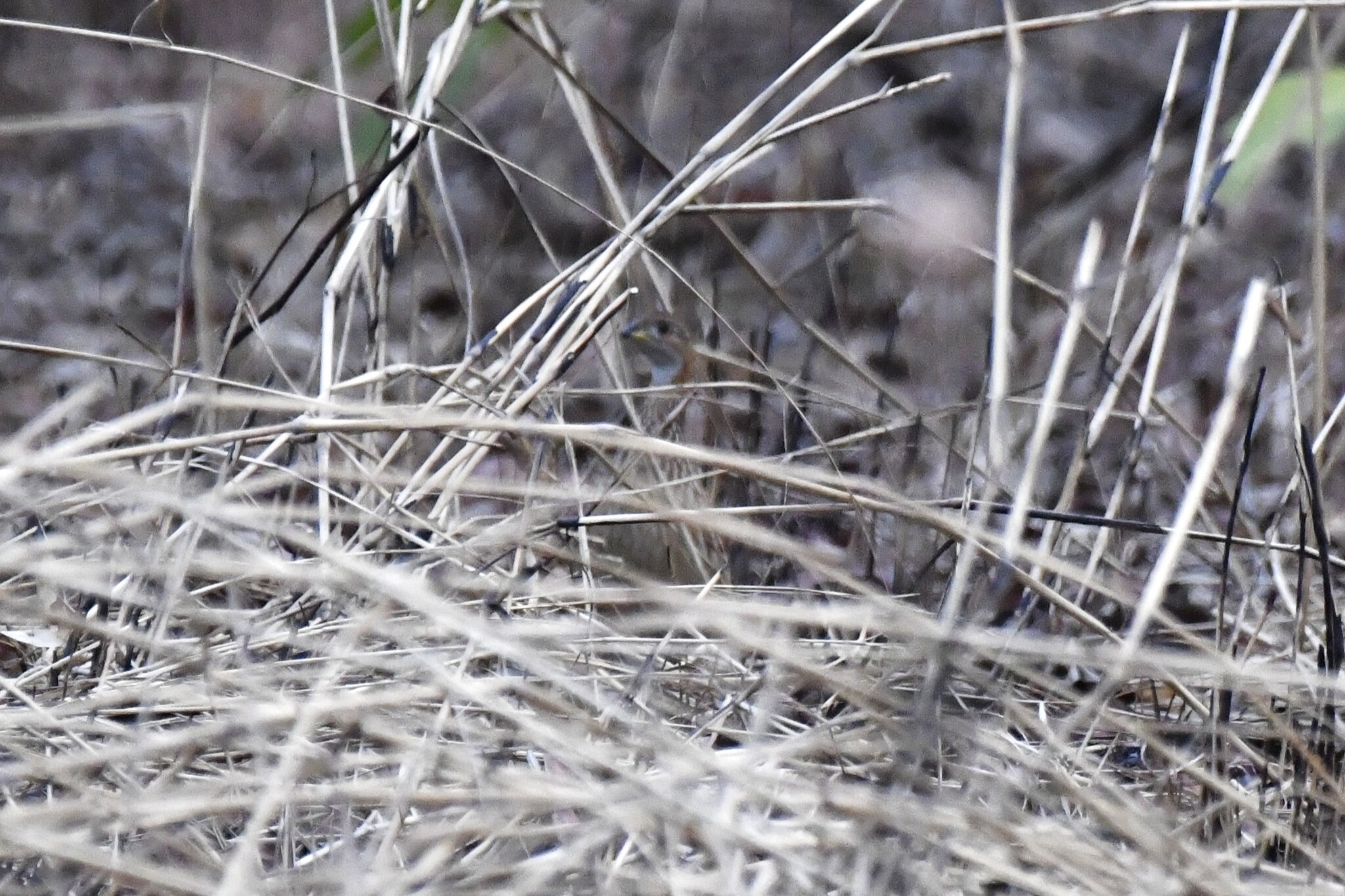 White-throated Francolin (Campocolinus albogularis), photo 5