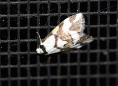 Thallarcha staurocola