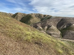 Lepidium jaredii album