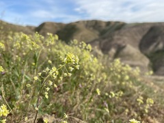 Lepidium jaredii album
