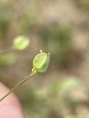 Lepidium jaredii album
