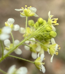 Lepidium jaredii album