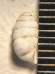 Gastrocopta armifera