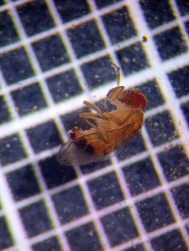 Drosophila simulans observed 2025-10-24