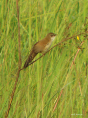 Catriscus brevirostris